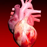 Circulatory System in 3D (Anatomy) icon