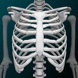 Human skeleton (Anatomy) icon