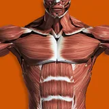 Muscles 3D Anatomy icon