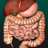 Internal Organs 3D (Anatomy) icon