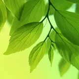 Leaf icon