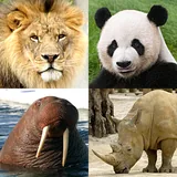 Animal Quiz icon