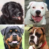 Dogs Quiz icon