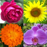 Flowers icon