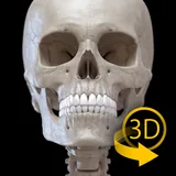 Skeleton 3D Anatomy icon