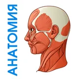 Анатомия человека icon