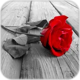 Photo Art icon