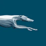 Greyhound icon