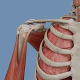 VOKA: Anatomy and Physiology icon