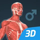 Human body (male) educational VR 3D icon
