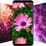 Flower Wallpapers icon