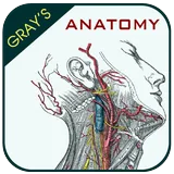 Anatomy icon
