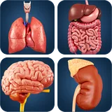 Organ Anatomy icon