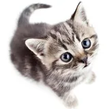 Save the kitten icon