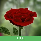 3D Rose Live Wallpaper Lite icon