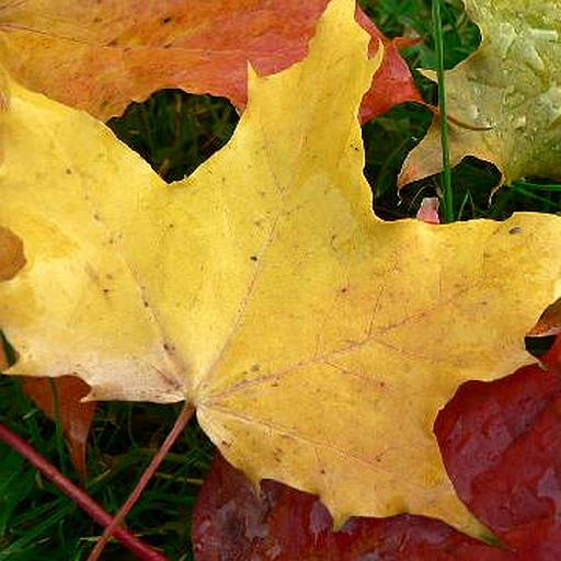 Autumn Wallpapers icon