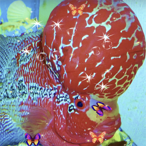 3D Flowerhorn Cichlid LWP icon